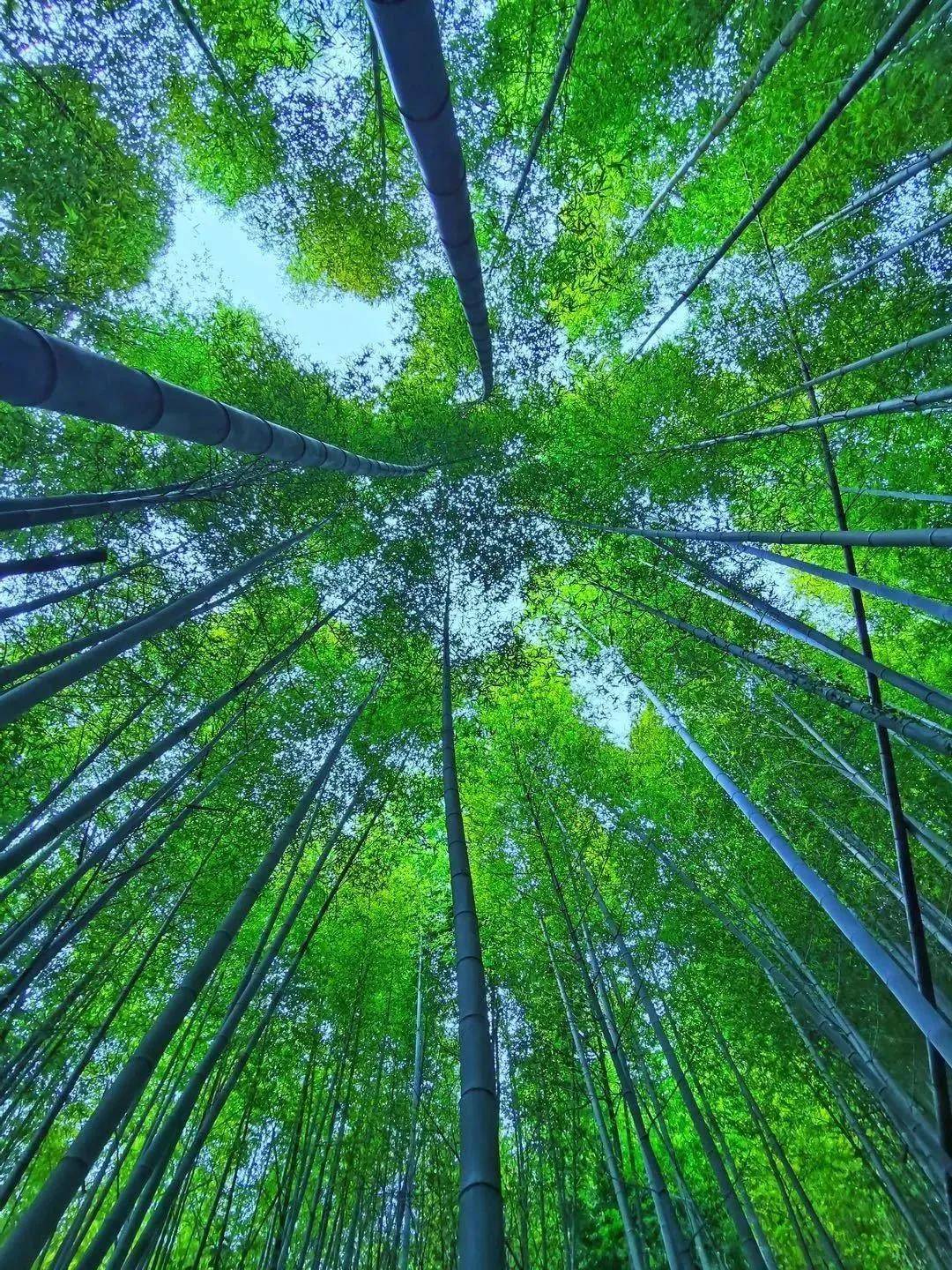 皇冠登一登二登三区别_【从化·鸡枕山】一鸣惊人—登广州第二高峰