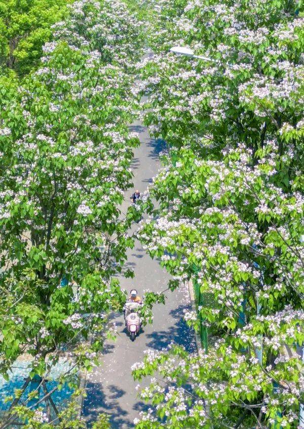 皇冠信用網在哪里开通_武汉这条路上大量出现皇冠信用網在哪里开通，长达1米！到底是啥？