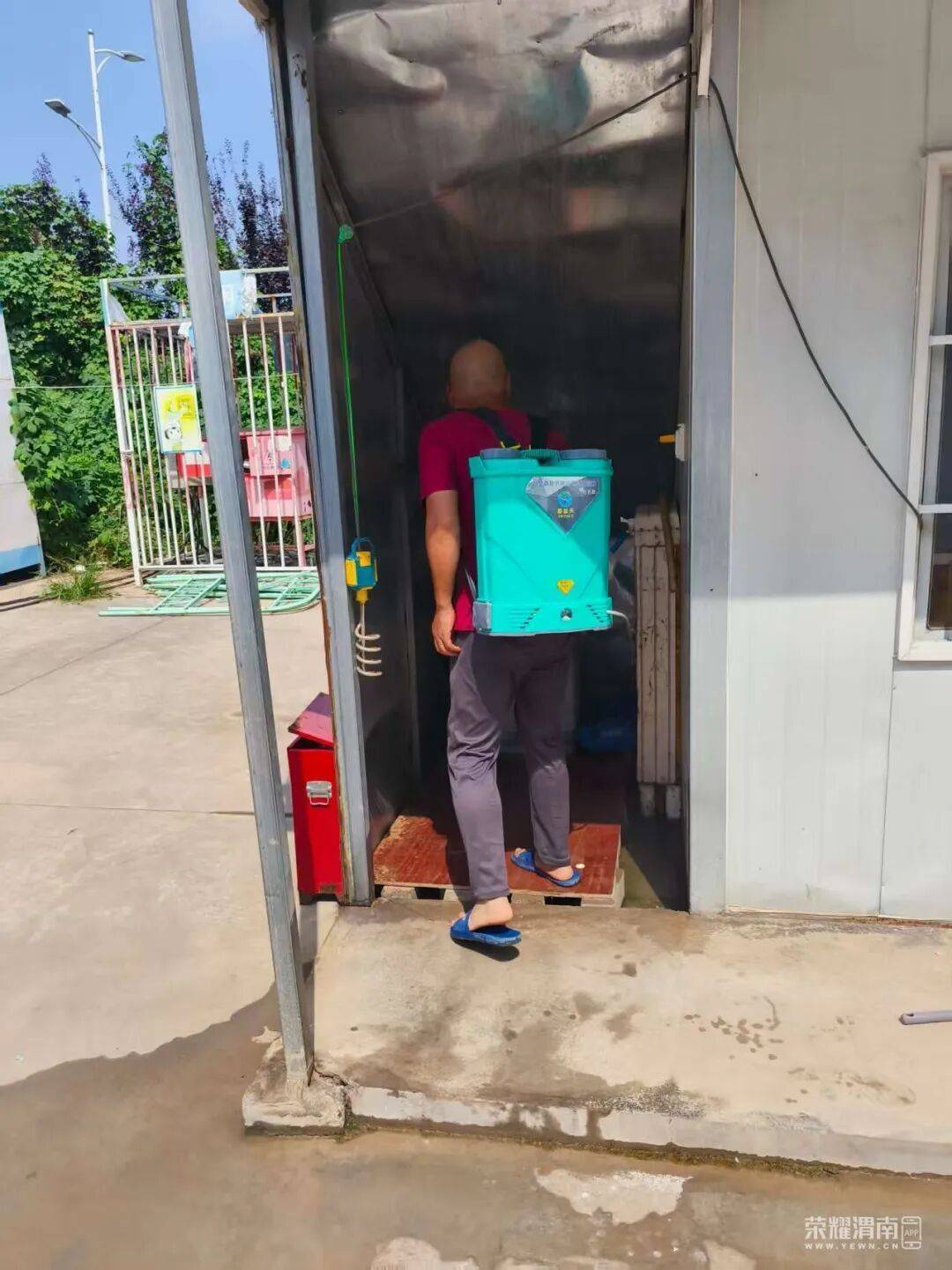 皇冠信用盘_西安多区发现隐翅虫？千万别拍皇冠信用盘！毒液堪比硫酸