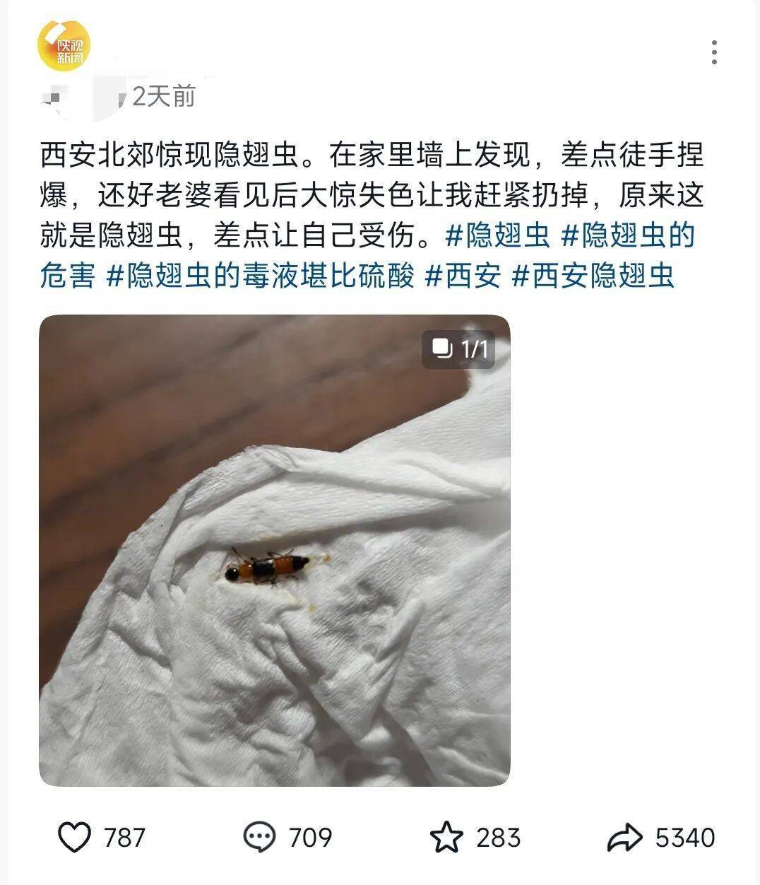 皇冠信用盘_西安多区发现隐翅虫？千万别拍皇冠信用盘！毒液堪比硫酸